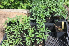 getopfte Tomatenpflanzen bereit zum Verkauf.