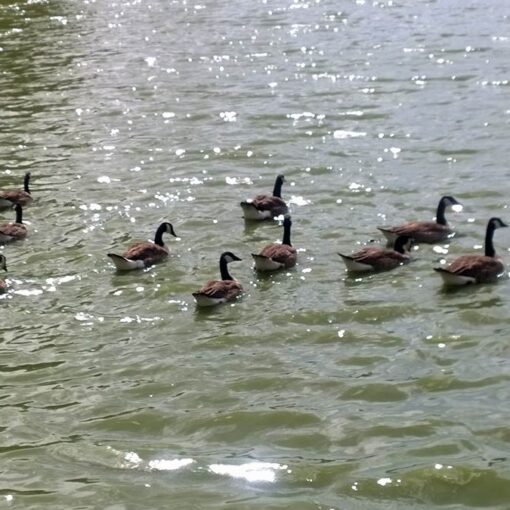 Wildenten am Fichtelsee