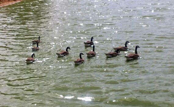 Wildenten am Fichtelsee