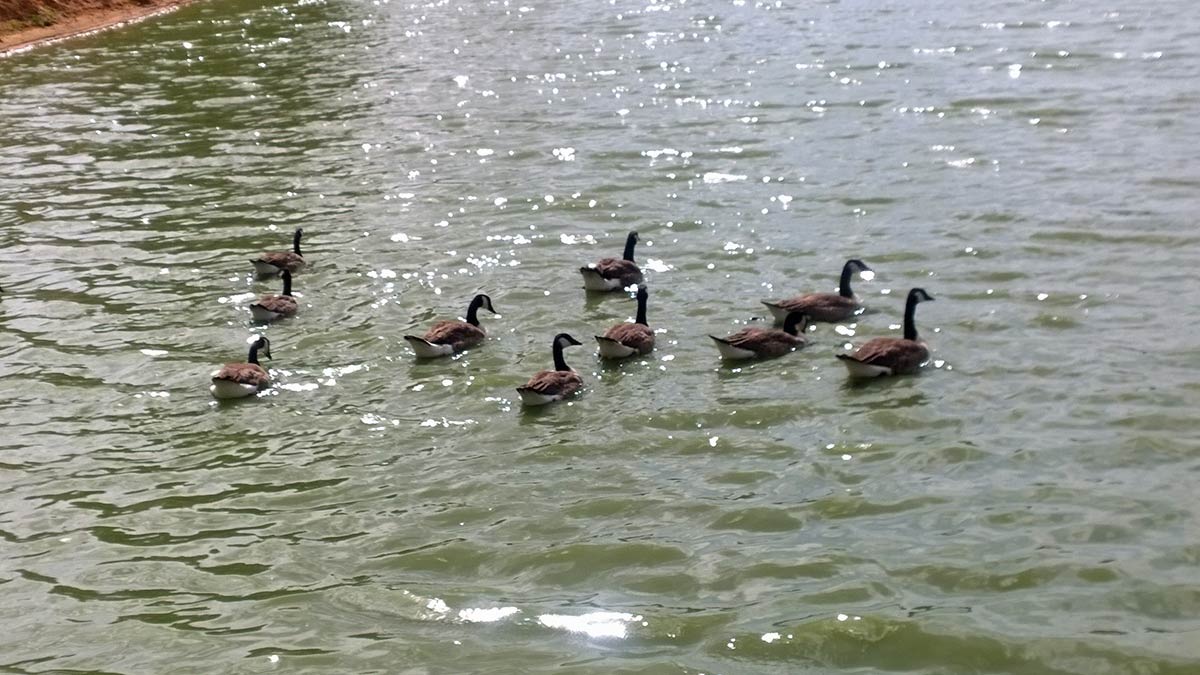 Wildenten am Fichtelsee